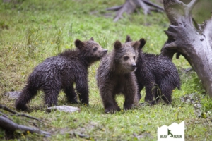 ursuscare_bearagain_012